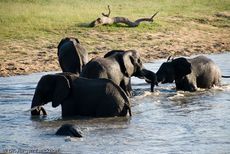 Afrikanischer Elefant (75 von 131).jpg